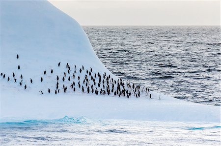 Adult chinstrap penguin (Pygoscelis antarctica), Half Moon Island, South Shetland Islands, Antarctica, Southern Ocean, Polar Regions Photographie de stock - Rights-Managed, Code: 841-07204296