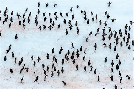 fullframe - Adult chinstrap penguin (Pygoscelis antarctica), Half Moon Island, South Shetland Islands, Antarctica, Southern Ocean, Polar Regions Stock Photo - Rights-Managed, Code: 841-07204297