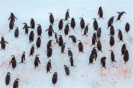 Adult chinstrap penguin (Pygoscelis antarctica), Half Moon Island, South Shetland Islands, Antarctica, Southern Ocean, Polar Regions Stock Photo - Rights-Managed, Code: 841-07204299