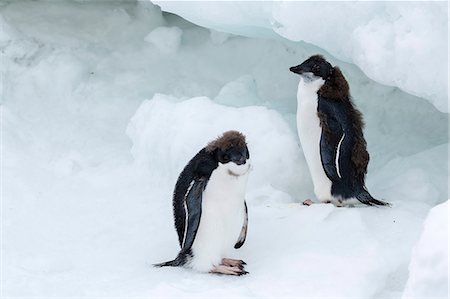 Adelie penguin (Pygoscelis adeliae) chicks, Brown Bluff, Antarctica, Southern Ocean, Polar Regions Photographie de stock - Rights-Managed, Code: 841-07204291