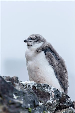 pingüim-antártico - Chinstrap penguin (Pygoscelis antarctica) chick, Hannah Point, Livingston Island, South Shetland Islands, Antarctica, Southern Ocean, Polar Regions Foto de stock - Direito Controlado, Número: 841-07204292