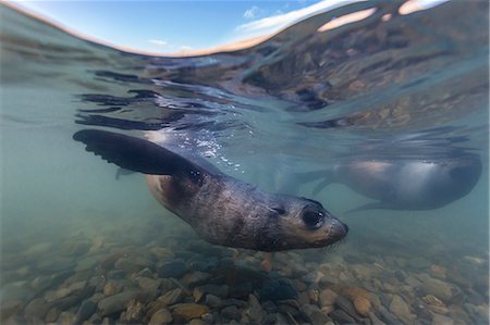 simsearch:841-07204303,k - Antarctic fur seal (Arctocephalus gazella) pups underwater in Stromness Bay, South Georgia, South Atlantic Ocean, Polar Regions Photographie de stock - Rights-Managed, Code: 841-07204324