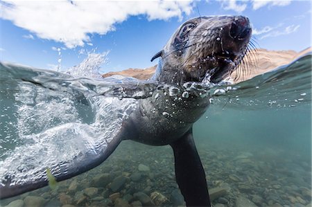 simsearch:841-07080953,k - Antarctic fur seal (Arctocephalus gazella) pup underwater in Stromness Bay, South Georgia, South Atlantic Ocean, Polar Regions Stock Photo - Rights-Managed, Code: 841-07204325