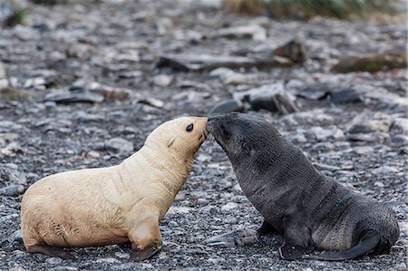 Leucistic Antarctic fur seal (Arctocephalus gazella) pup, Prion Island, Bay of Isles, South Georgia, South Atlantic Ocean, Polar Regions Stock Photo - Rights-Managed, Code: 841-07204327