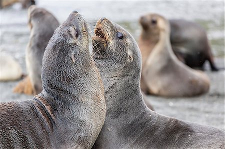 simsearch:841-07204325,k - Antarctic fur seal (Arctocephalus gazella) pups, Gold Harbour, South Georgia, South Atlantic Ocean, Polar Regions Foto de stock - Con derechos protegidos, Código: 841-07204320