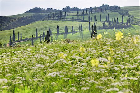 simsearch:841-06805378,k - Cypress alley and meadow with flowers, Val D'Orcia, UNESCO World Heritage Site, Tuscany, Italy, Europe Photographie de stock - Rights-Managed, Code: 841-07204492