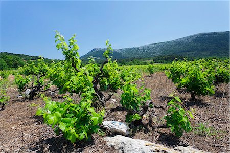 simsearch:841-07082781,k - Vineyards, Peninsula Peljesac, Dalmatia, Croatia, Europe Foto de stock - Con derechos protegidos, Código: 841-07204630