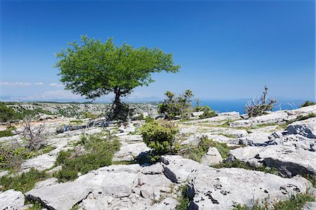 simsearch:841-07204662,k - Single tree on a plateau, Vidova Gora, Brac Island, Dalmatia, Croatia, Europe Stock Photo - Rights-Managed, Code: 841-07204656