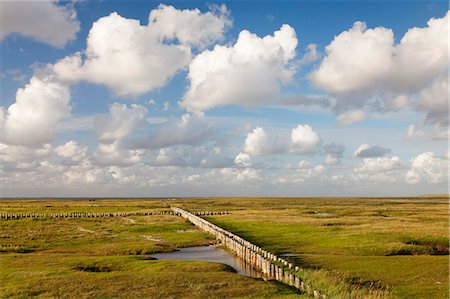 Salt meadow (salt marshes), Westerhever, Wadden Sea National Park, Eiderstedt Peninsula, Schleswig Holstein, Germany, Europe Stock Photo - Rights-Managed, Code: 841-07204713