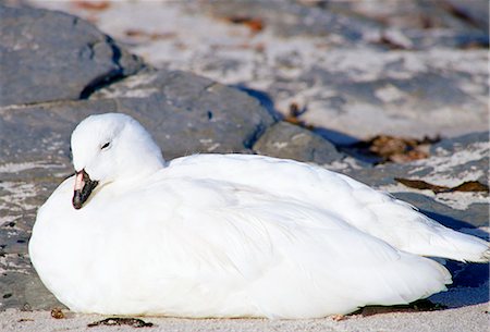 simsearch:841-02916428,k - Kelp Goose, Sea Lion Island, Falkland Islands Photographie de stock - Rights-Managed, Code: 841-07204822