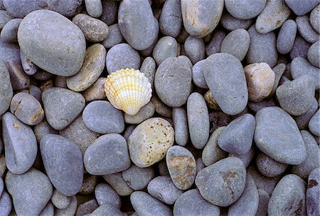 simsearch:841-06449160,k - A single shell among sea-washed stones on a beach in Normandy, France Photographie de stock - Rights-Managed, Code: 841-07204835