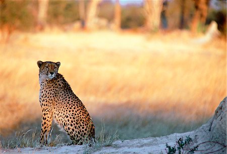 Cheetah at sunset sitting by termite mound  in Moremi National Park , Botswana Stock Photo - Rights-Managed, Code: 841-07204831