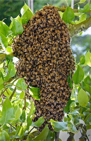 simsearch:841-03030345,k - Honey bees swarming in a plum tree in the Cotswolds, UK Stock Photo - Rights-Managed, Code: 841-07204848