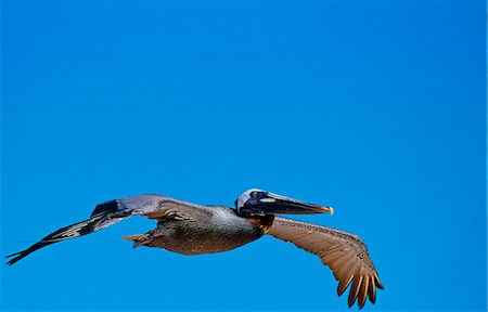 simsearch:841-03506121,k - Brown Pelican bird in flight in clear blue sky, Galapagos Islands, Ecuador Photographie de stock - Rights-Managed, Code: 841-07204858