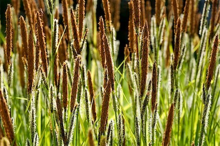 simsearch:841-07204866,k - Wild Grasses,  England Photographie de stock - Rights-Managed, Code: 841-07204866