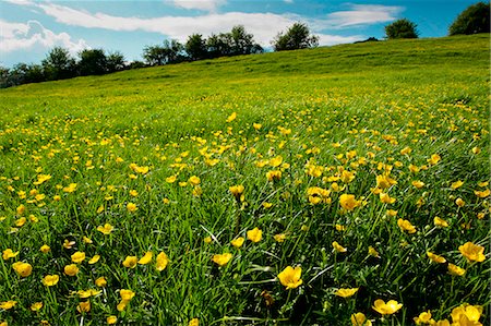 renoncule - Buttercups in meadow, England Photographie de stock - Rights-Managed, Code: 841-07204878