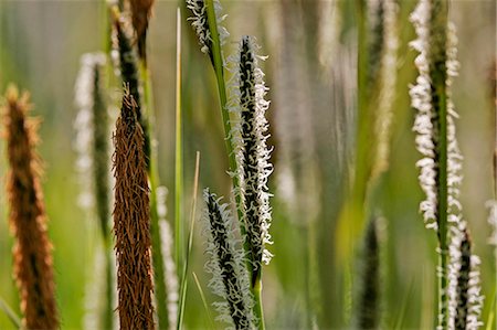 simsearch:841-07204867,k - WildGrasses growing, England Foto de stock - Con derechos protegidos, Código: 841-07204870