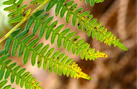 simsearch:841-07204867,k - Woodland fern in Oxfordshire, England Foto de stock - Con derechos protegidos, Código: 841-07204871