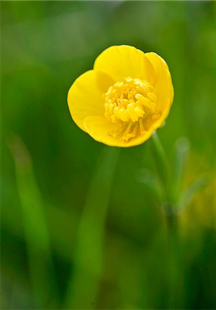 Buttercup, England Stock Photo - Rights-Managed, Code: 841-07204873