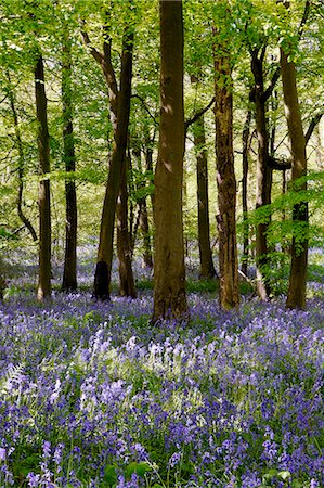 simsearch:841-03483724,k - Bluebells in Woodland, England Stock Photo - Rights-Managed, Code: 841-07204884