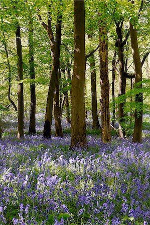 simsearch:841-07204874,k - Bluebells in Woodland, England Foto de stock - Con derechos protegidos, Código: 841-07204884