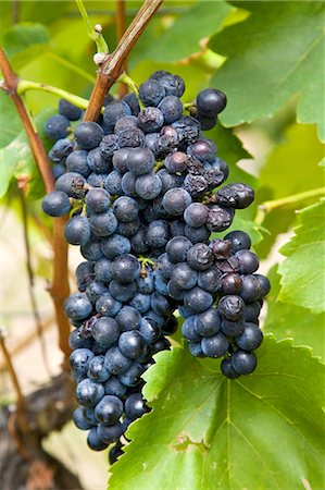 ripening - Shiraz Grapes growing in the Pepper Tree Winery, Hunter Valley, Australia Photographie de stock - Rights-Managed, Code: 841-07204889