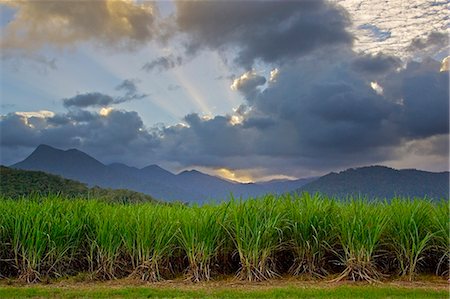 sugar cane - Sugar cane paddock with Mount Demi in the background, Queensland, Australia Stock Photo - Rights-Managed, Code: 841-07204898