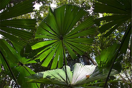 Fan Palms in the Daintree Rainforest, Queensland, Australia Stock Photo - Rights-Managed, Code: 841-07204927