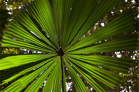 Fan Palm in the Daintree Rainforest, North Queensland, Australia Stock Photo - Rights-Managed, Code: 841-07204928