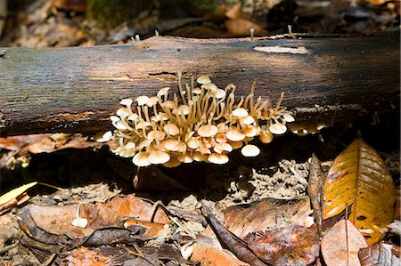 simsearch:614-06311730,k - Fungus grows on fallen branch in the Daintree Rainforest, Queensland, Australia Foto de stock - Direito Controlado, Número: 841-07204942