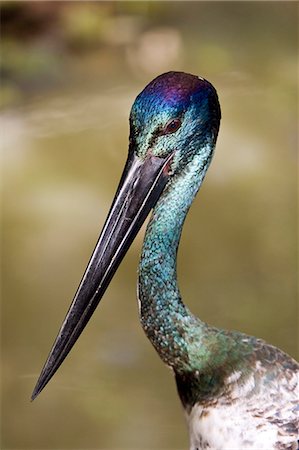 ephippiorhynchus asiaticus - Black-necked stork, Queensland, Australia Stock Photo - Rights-Managed, Code: 841-07204954