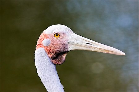 simsearch:841-07204970,k - Brolga, Queensland, Australia Foto de stock - Con derechos protegidos, Código: 841-07204955