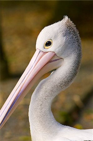 eco system - Australian Pelican, Queensland, Australia Stock Photo - Rights-Managed, Code: 841-07204957