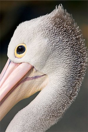 pelícano - Australian Pelican, Queensland, Australia Foto de stock - Con derechos protegidos, Código: 841-07204958