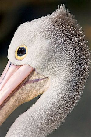 eco system - Australian Pelican, Queensland, Australia Stock Photo - Rights-Managed, Code: 841-07204958