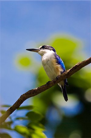 Forest Kingfisher perched on a branch in North Queensland, Australia Photographie de stock - Rights-Managed, Code: 841-07204974