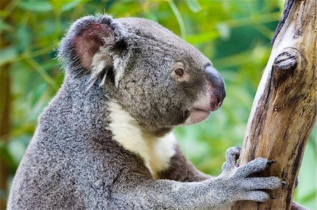 Koala in a eucalyptus tree, Queensland, Australia Foto de stock - Con derechos protegidos, Código: 841-07204970