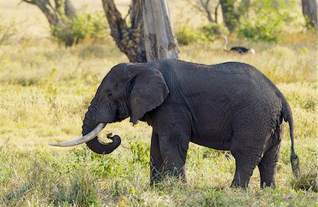 simsearch:6118-07439881,k - Elephant feeding in Ngorongoro Crater, Tanzania Foto de stock - Con derechos protegidos, Código: 841-07204973