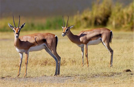 simsearch:841-03490181,k - Thomsons Gazelles, Ngorongoro Crater, Tanzania Photographie de stock - Rights-Managed, Code: 841-07204984