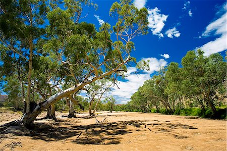 Eucalyptus trees in dried-up Finke River, West Maddonnell National Park, Central Australia Photographie de stock - Rights-Managed, Code: 841-07204990