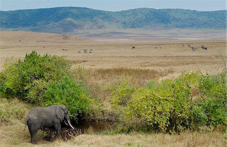 simsearch:841-05848425,k - Elephant going to drink in the Ngorongoro Crater, Tanzania Foto de stock - Direito Controlado, Número: 841-07205005