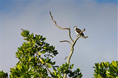Female Osprey on bare branch of tree, Daintree River, Queensland, Australia Stock Photo - Rights-Managed, Code: 841-07205000