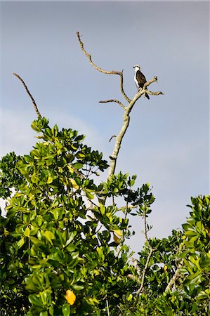 Female Osprey on bare branch of tree, the Daintree River, Queensland, Australia Photographie de stock - Rights-Managed, Code: 841-07205001