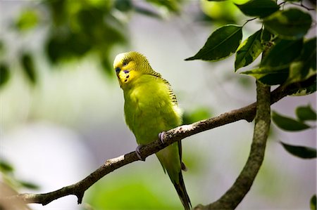 periquito - Budgerigar perched on branch, Queensland, Australia Foto de stock - Con derechos protegidos, Código: 841-07205010