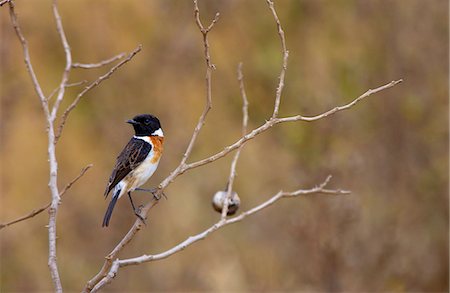 simsearch:841-03868998,k - African Stonechat,  Ngorongoro, Tanzania, East Africa Stock Photo - Rights-Managed, Code: 841-07205034