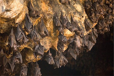 Bats on roof of cave chamber inside Purah Goa Lawah, Hindu Bat Temple cave, eastern Bali, Indonesia, Southeast Asia, Asia Stock Photo - Rights-Managed, Code: 841-07205106