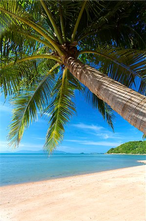 sea thailand - Palm trees overhanging Bangrak Beach, Koh Samui, Thailand, Southeast Asia, Asia Stock Photo - Rights-Managed, Code: 841-07205163