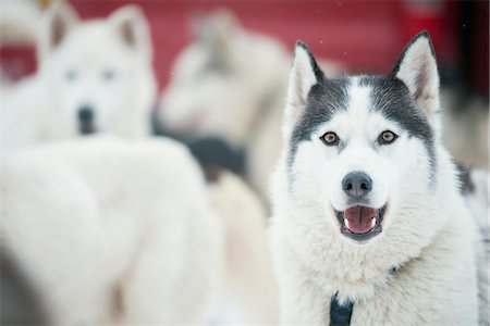 Huskies at an international dog sled race, La Grande Odyssee Savoie Mont Blanc, Haute-Savoie, France, Europe Stock Photo - Rights-Managed, Code: 841-07205310