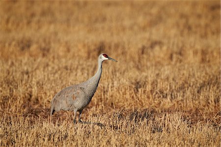 simsearch:841-07913853,k - Sandhill crane (Grus canadensis), Bosque del Apache National Wildlife Refuge, New Mexico, United States of America, North America Photographie de stock - Rights-Managed, Code: 841-07205478