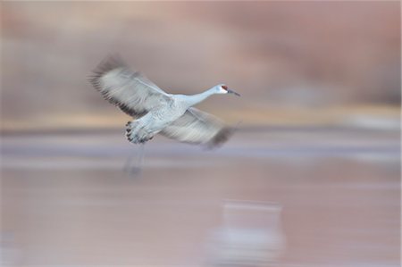 simsearch:841-07205477,k - Sandhill crane (Grus canadensis) landing, Bosque del Apache National Wildlife Refuge, New Mexico, United States of America, North America Foto de stock - Con derechos protegidos, Código: 841-07205481